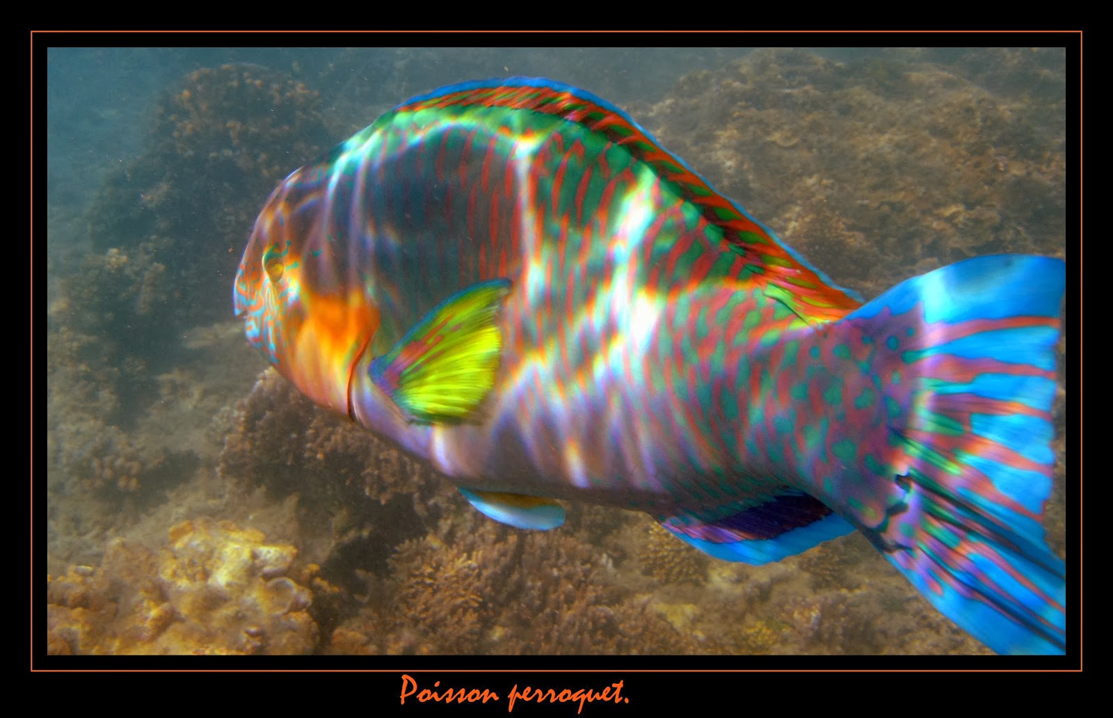 [poisson+perroquet+orange+recadré.jpg]