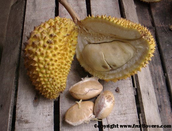 [Durian1.jpg]