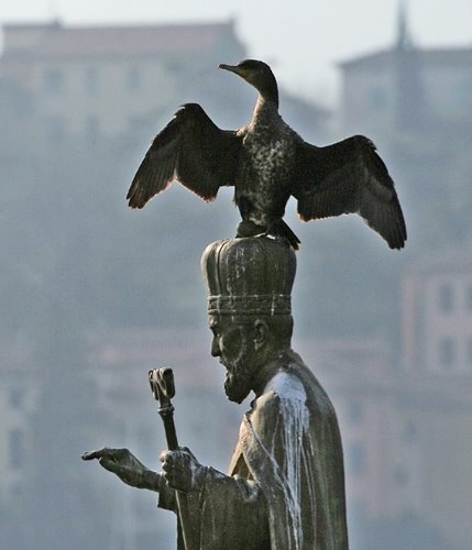 Un Cormorano si asciuga sulla statua di S. Nicolò a Lecco