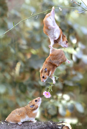 [teamwork-mice.jpg]