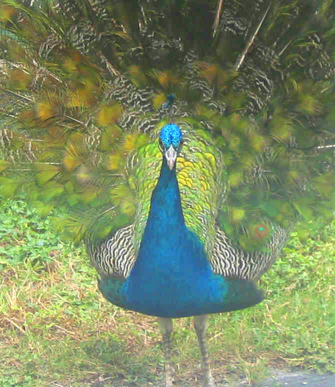[Peacock+colors+young+male.jpg]