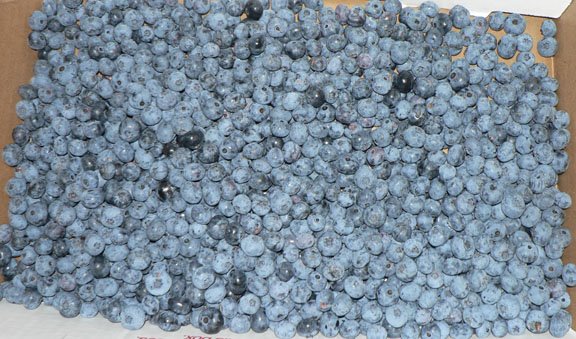 [blueberries+little.jpg]