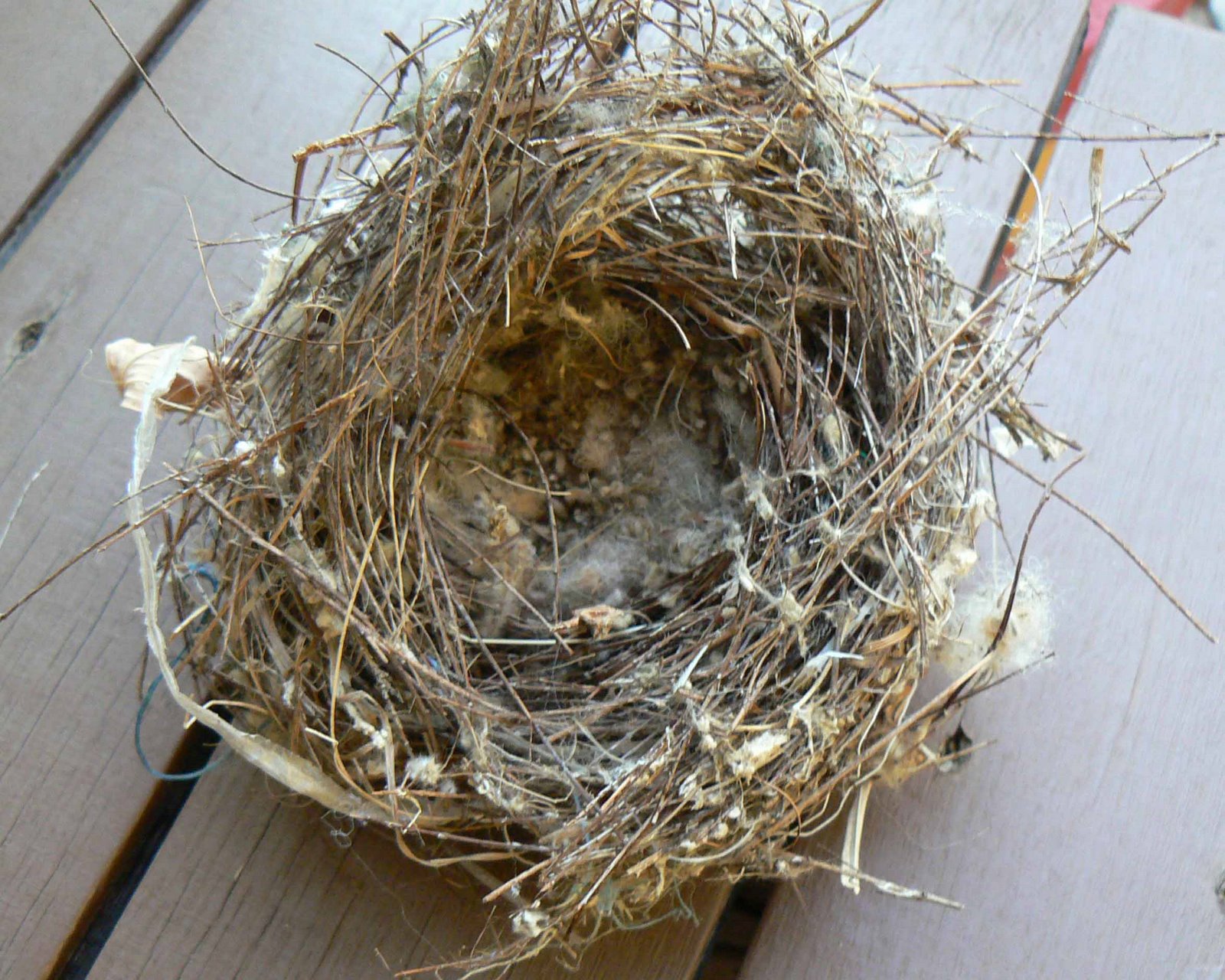 [nest.jpg]