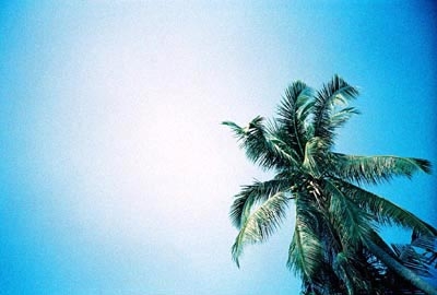 [coconut+tree.jpg]