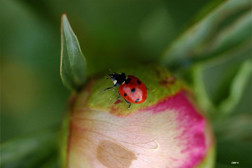 [Ladybug2+copyweb.jpg]