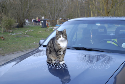 [Katze+auf+Auto.jpg]
