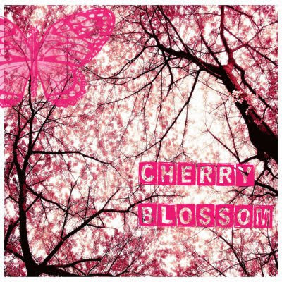cherry blossom wallpaper. cherry blossom tree wallpaper.