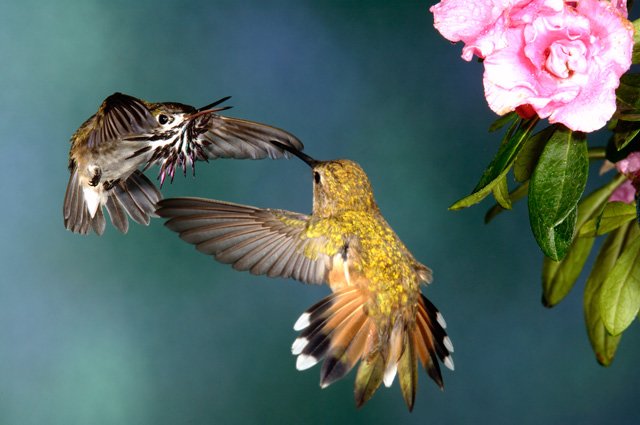 [hummingbirds.jpg]