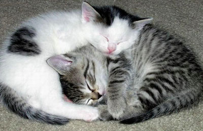 [Hilarious_pictures_of_sleeping_cats_14.jpg]
