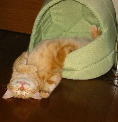 [Hilarious_pictures_of_sleeping_cats_07.jpg]