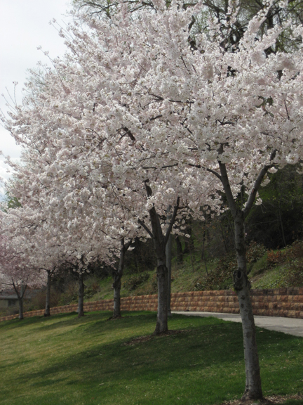 [tree+blossoms2.jpg]