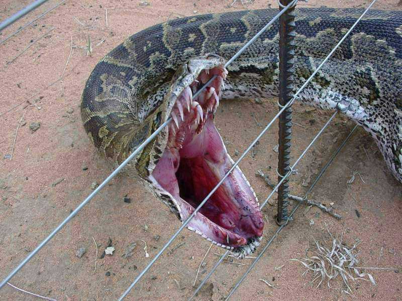 [snake+2+teeth.jpg]