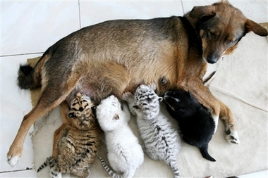 [Dog+nursing+Tigers.jpg]
