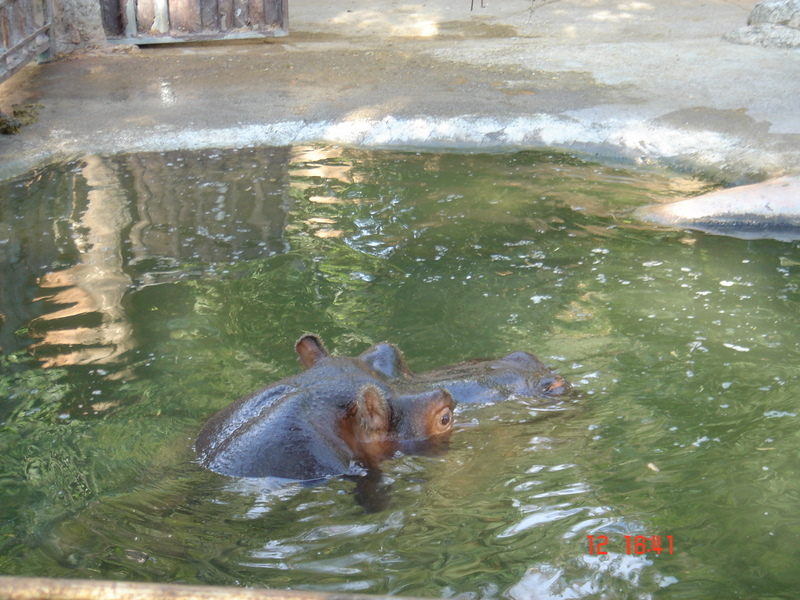 [12+Julio+zoo+hipopótamo.JPG]