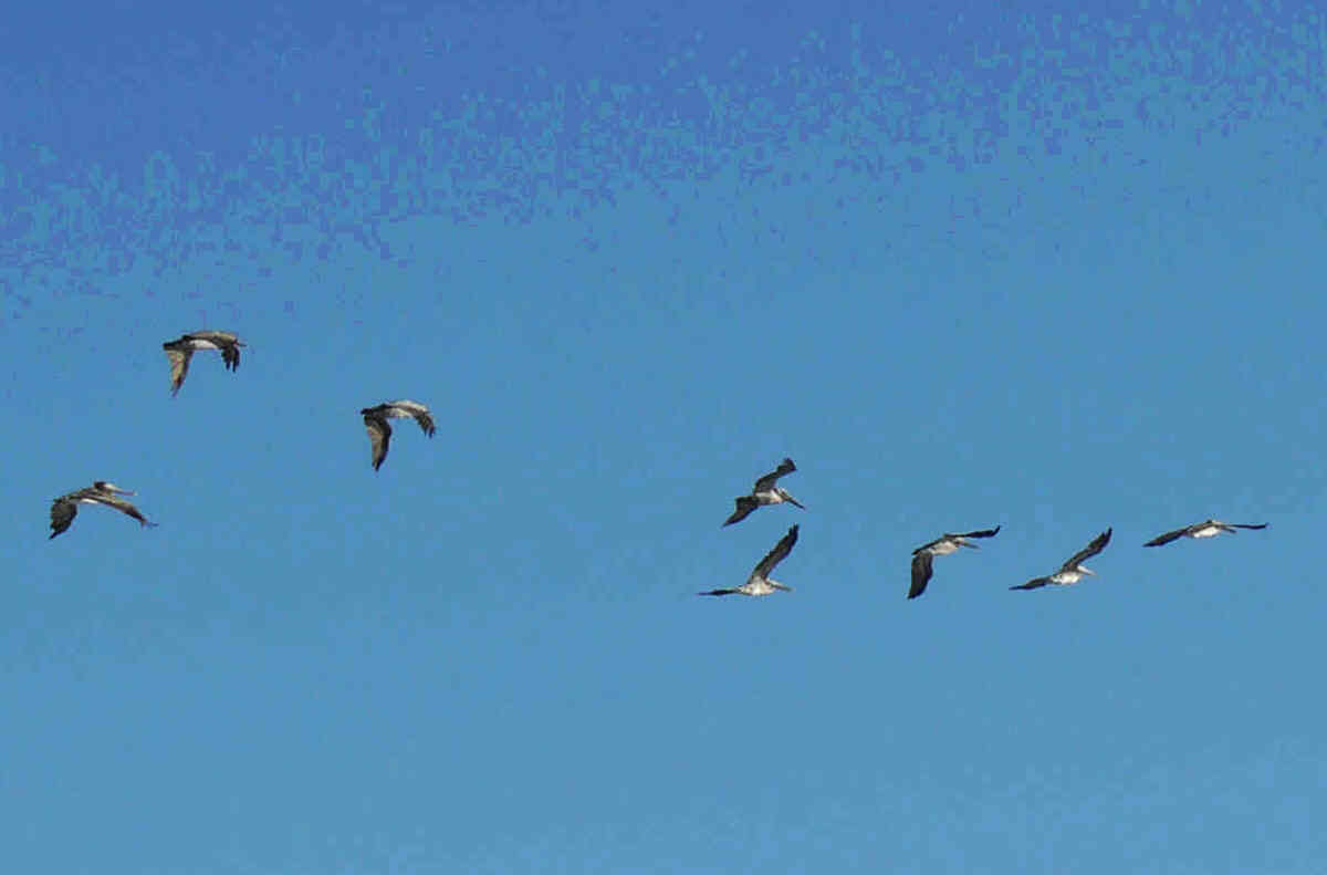 [38+pelicans+overhead.jpg]