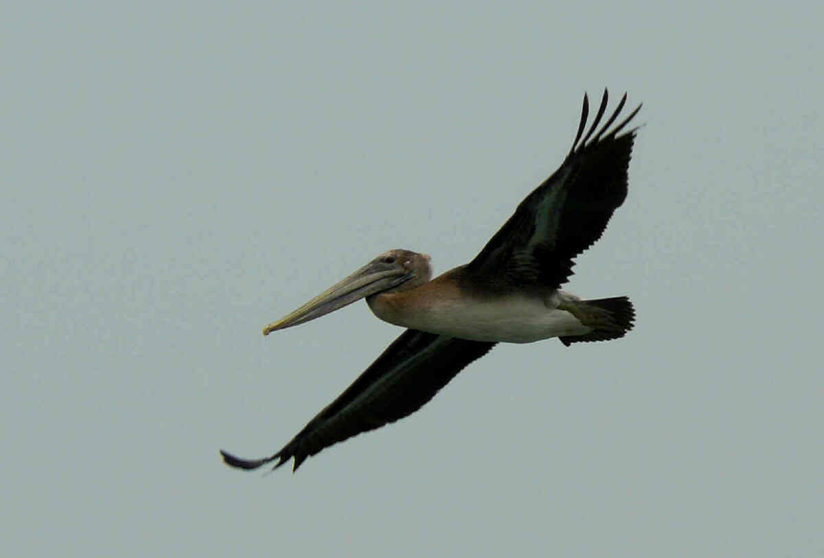 [4+pelican.jpg]