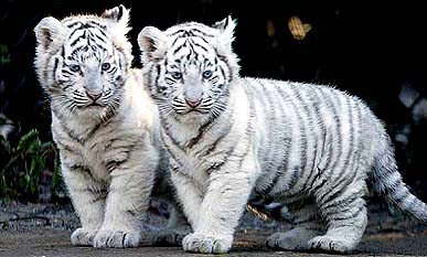 [White+tiger+cubs+standing.jpg]