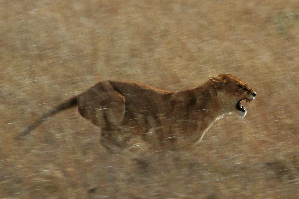 [Serengeti+Lion+Running.JPG]