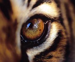 [Tiger+Eye.JPG]
