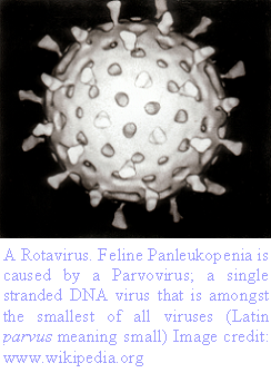 [Rotavirus.PNG]
