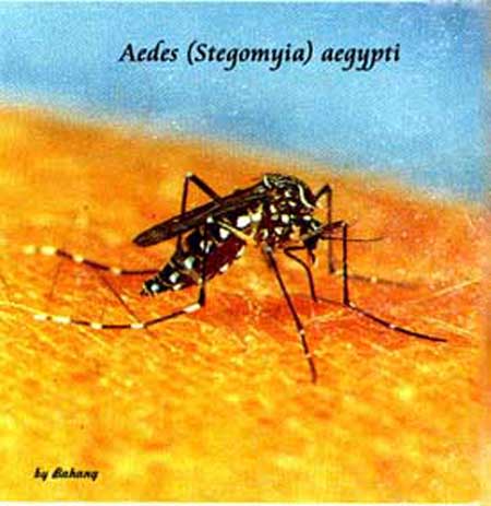 Nyamuk betina Aedes aegypti, Penular virus Dengue dan Chikungunya