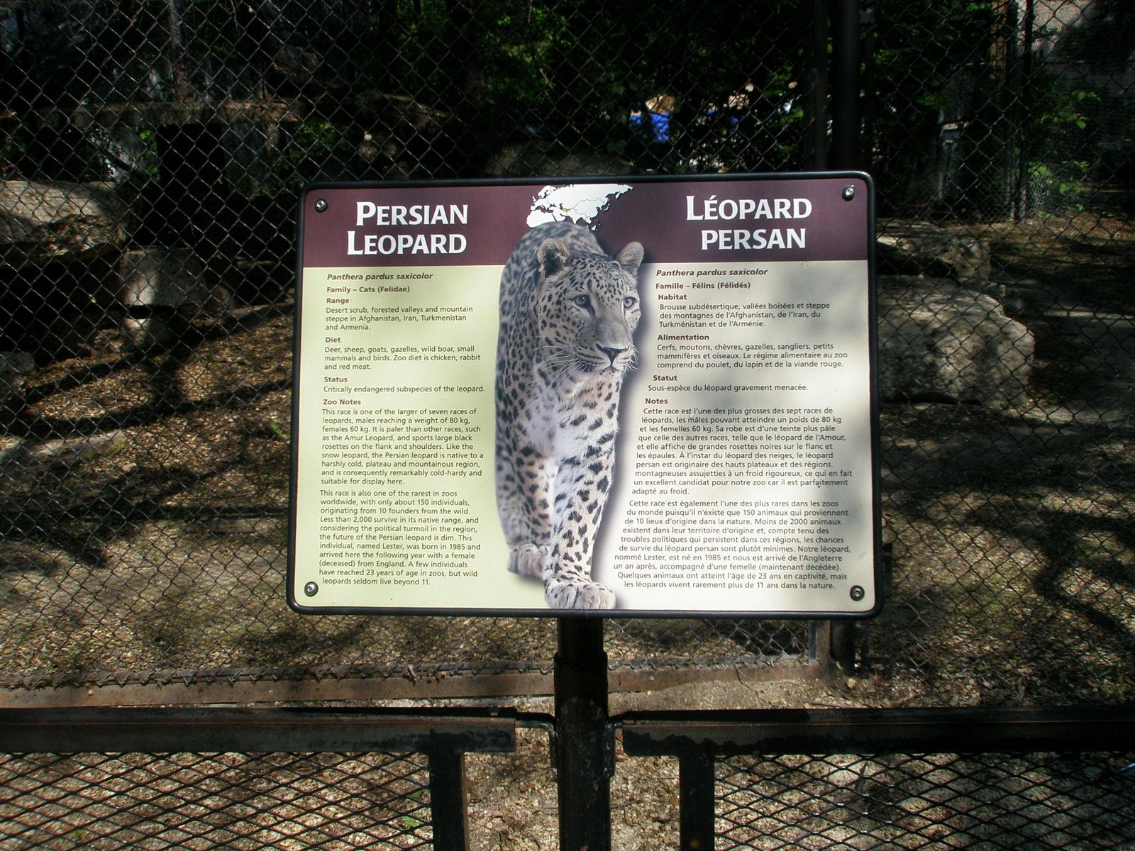 [Persian+leopard+1.JPG]