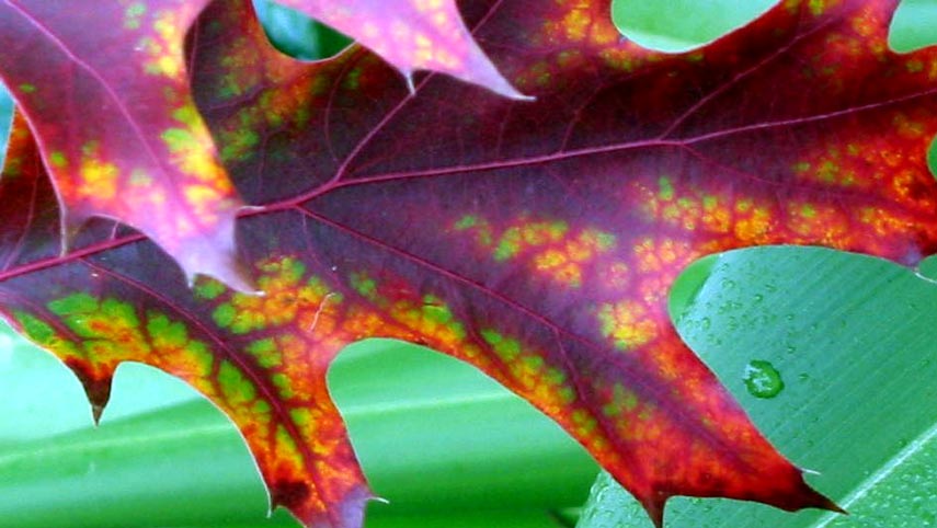 [oak-autumn-leaf.jpg]