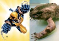 [Wolverinefrog.jpg]