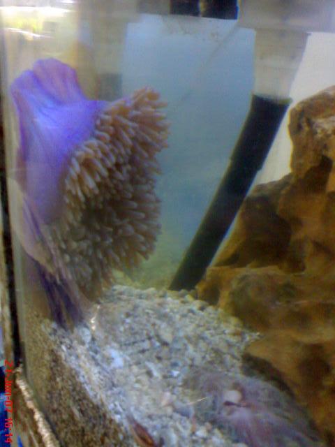[purple+base+long+tentacle+anemone.JPG]