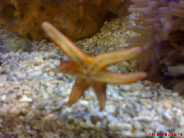 [red+knobbed+starfish+on+front+glass.JPG]