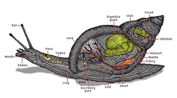 [Snail-Anatomy.gif]