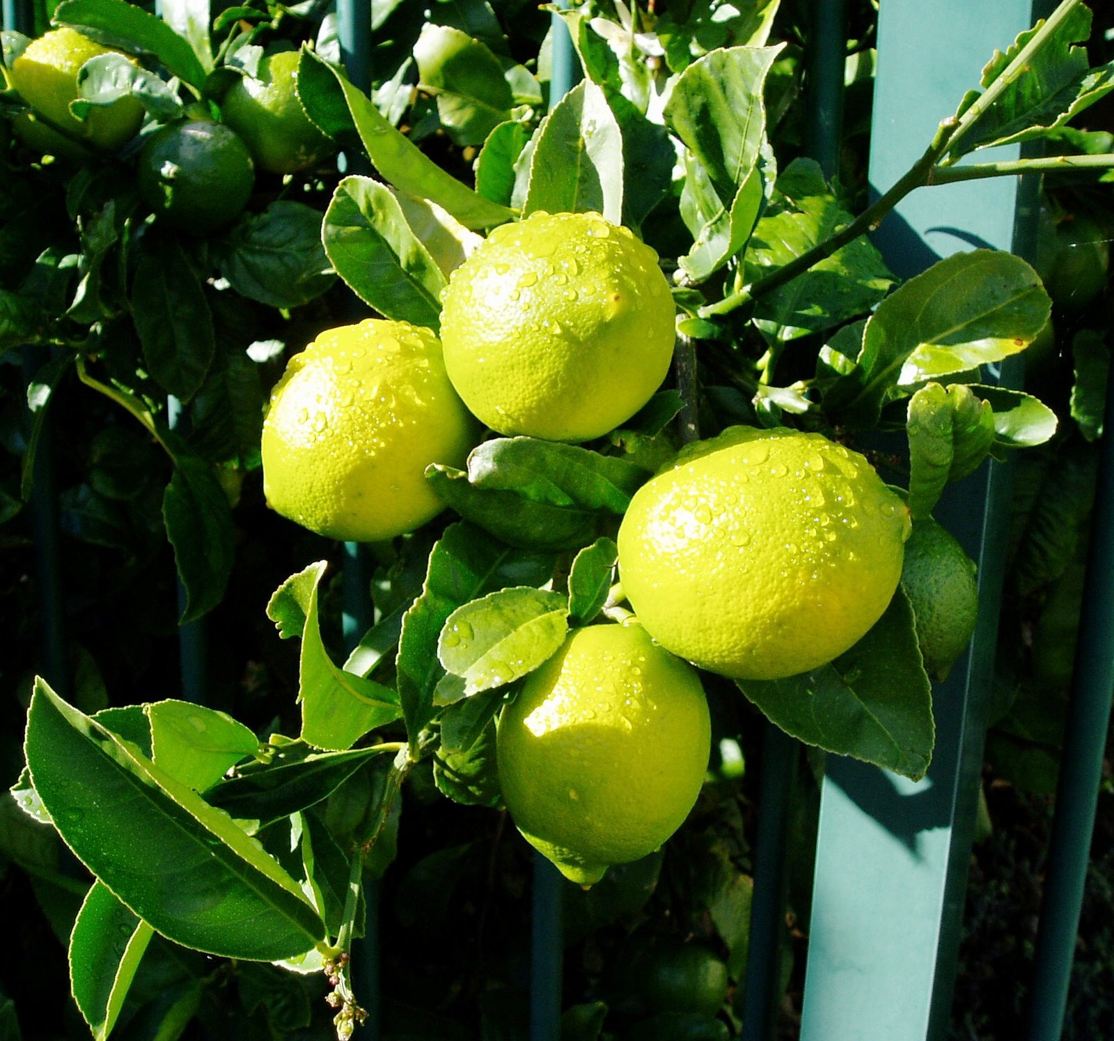 [Lemons+New+Crop.JPG]