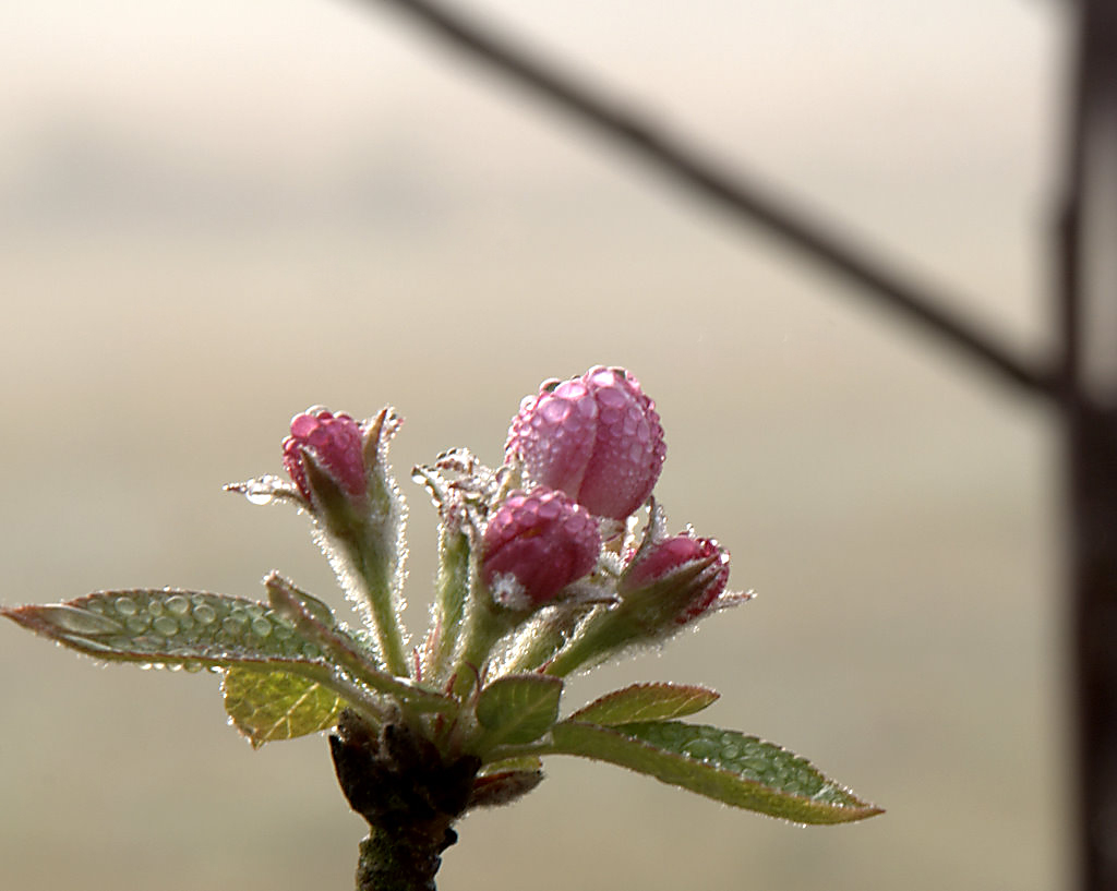 [apple+blossom+foggy+morn.jpg]