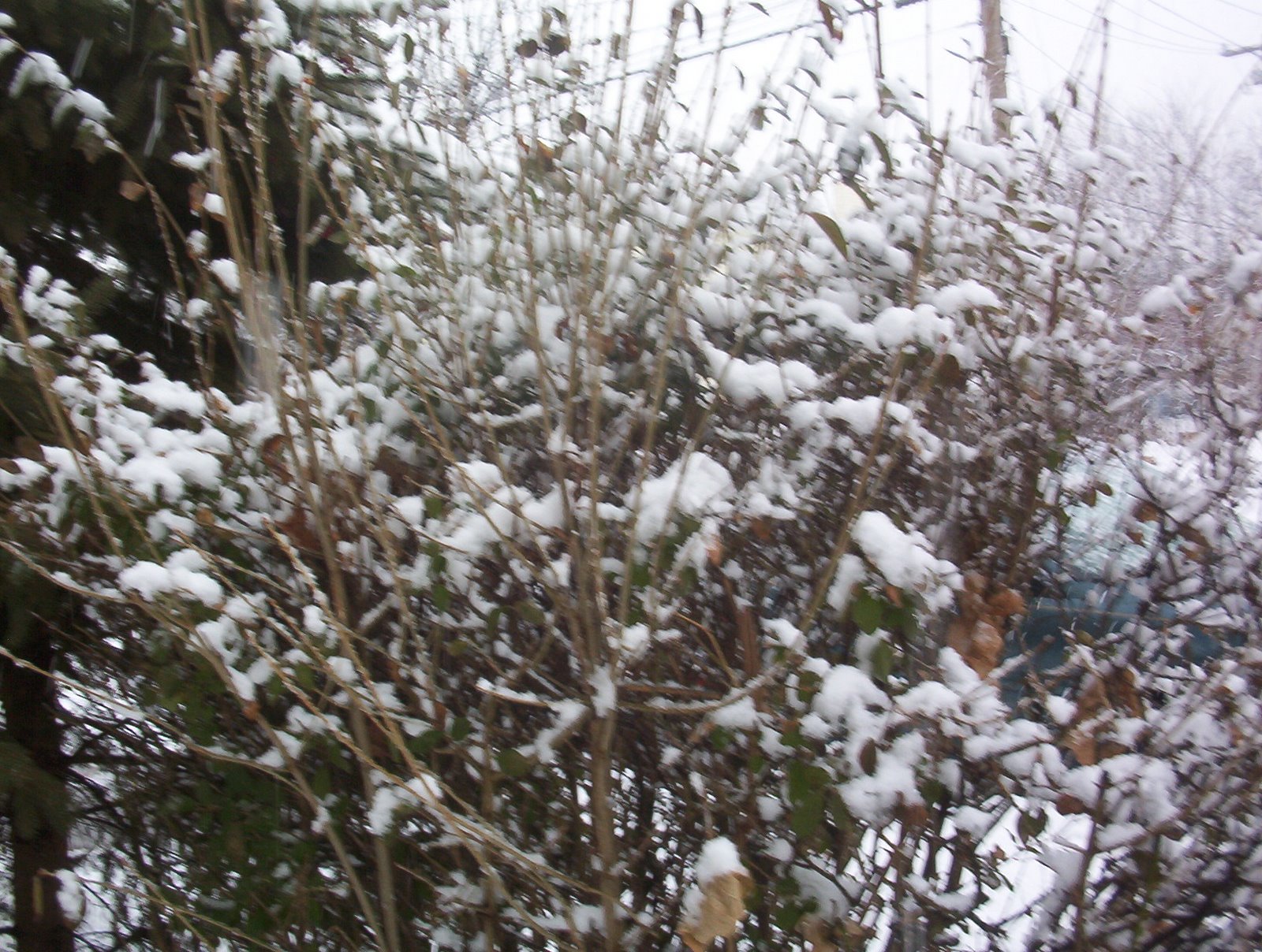 [snowbush.jpg]