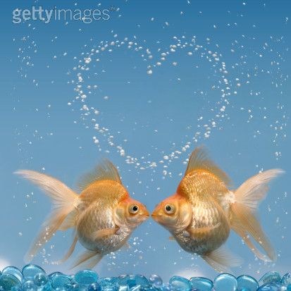 [fish+kiss.jpg]