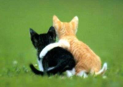 [kitty+friends.jpg]