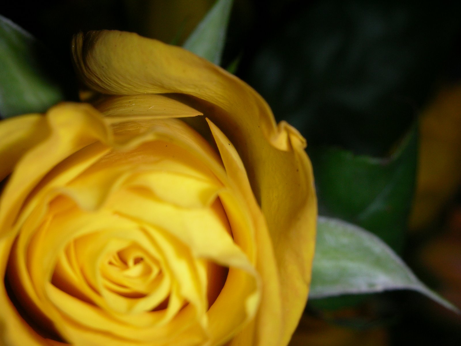 [yellow+rose+3.JPG]