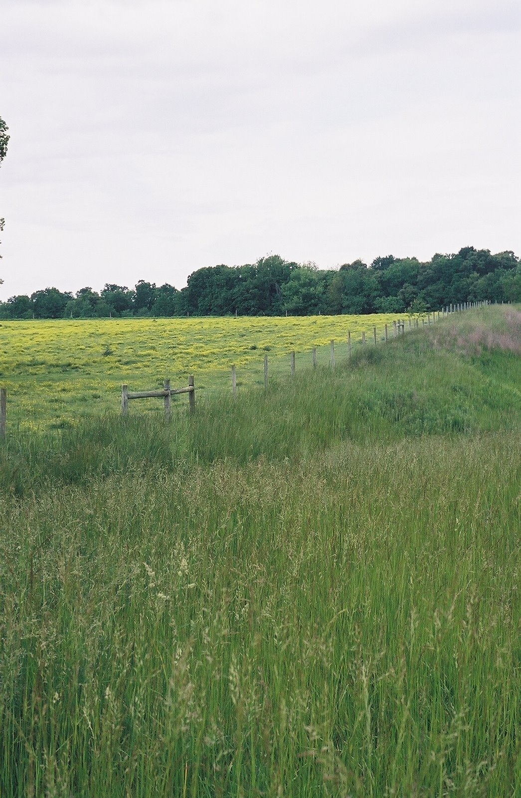 [yellow+pasture-better.jpg]