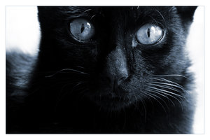 [Portrait_of_a_Black_Cat_by_SubterfugeMalaises.jpg]