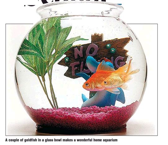 [Gold-fish-glass-bowl-aquarium.jpg]