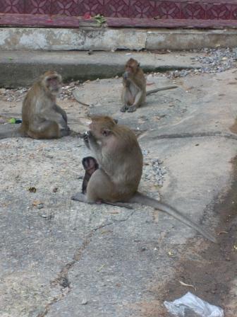 [Hua+Hin+-+Monkeys.JPG]