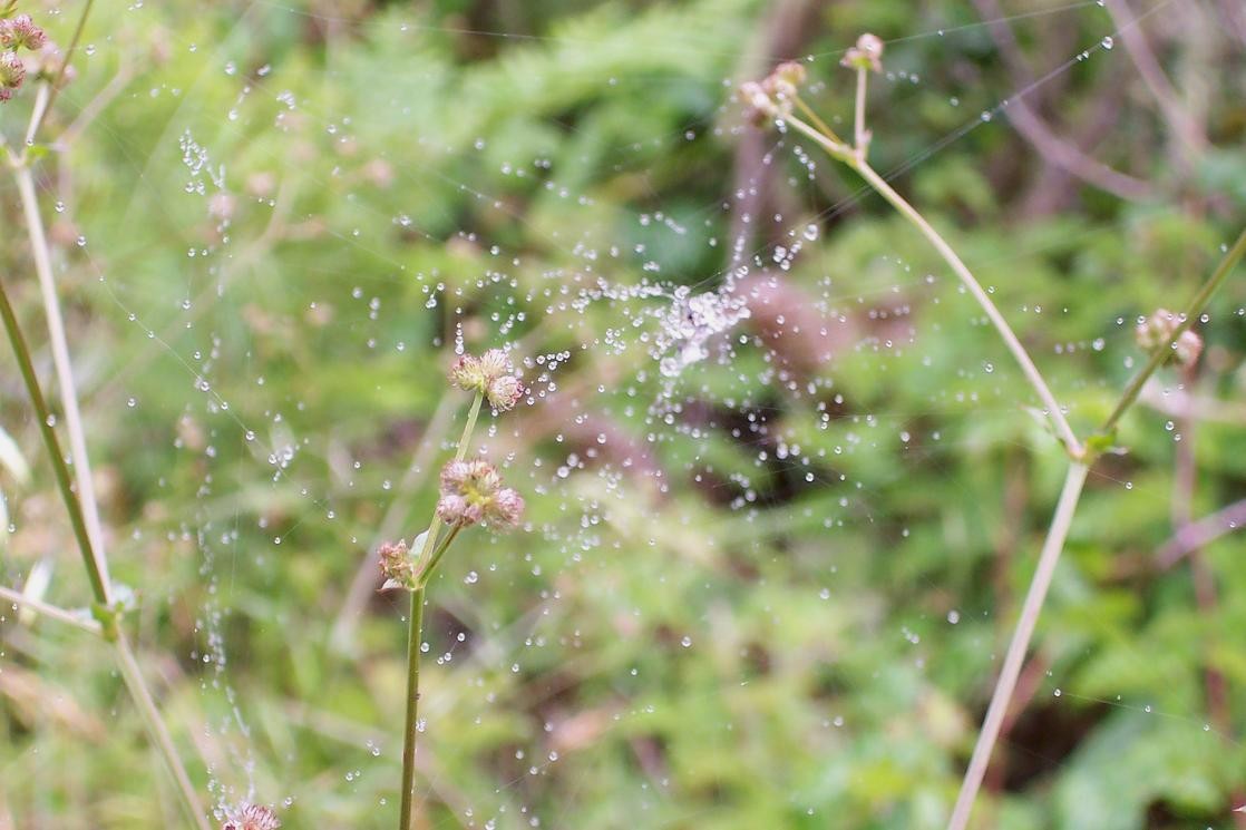 [Spider+Web+Dew+1.jpg]