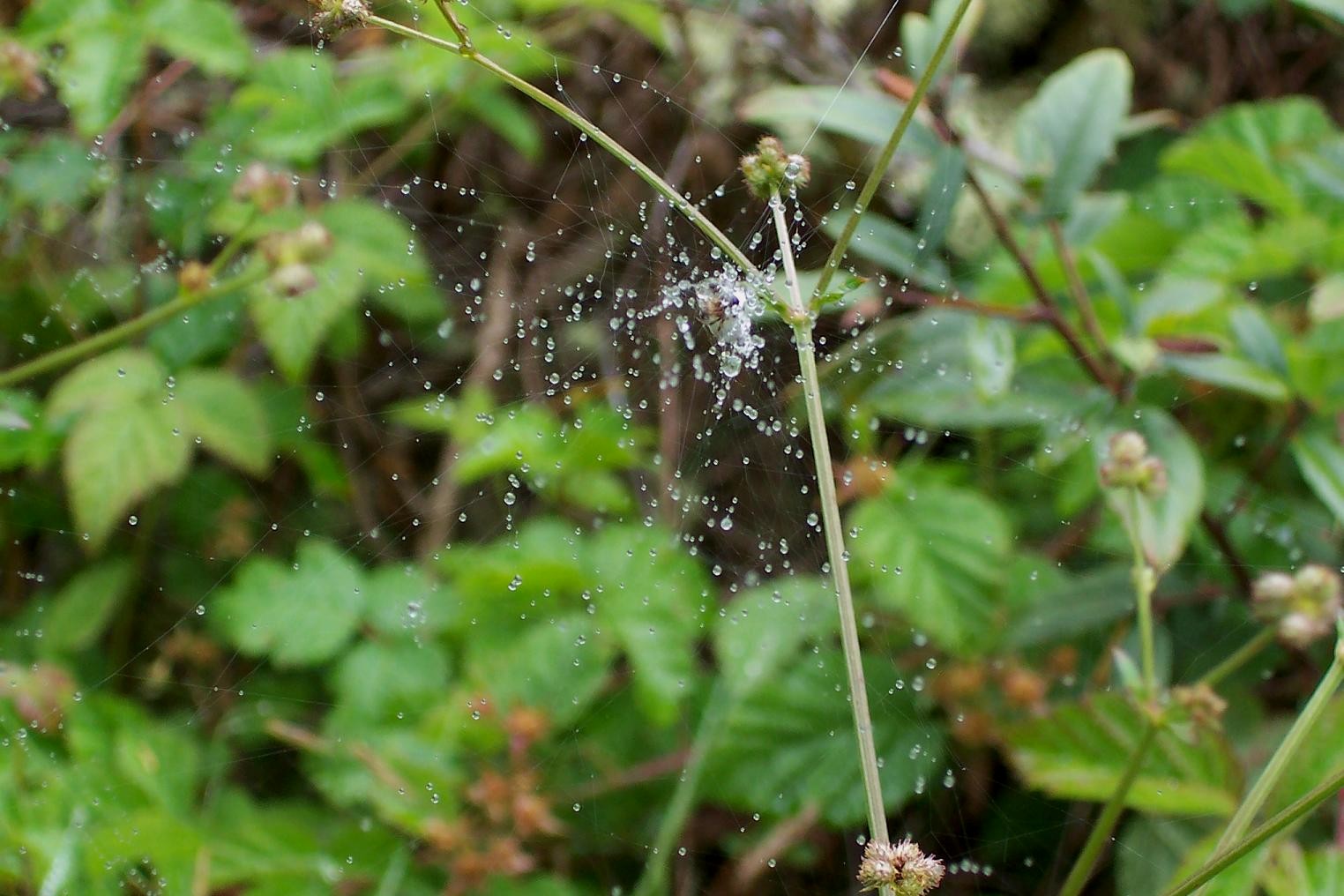 [Spider+Web+Dew+2.jpg]