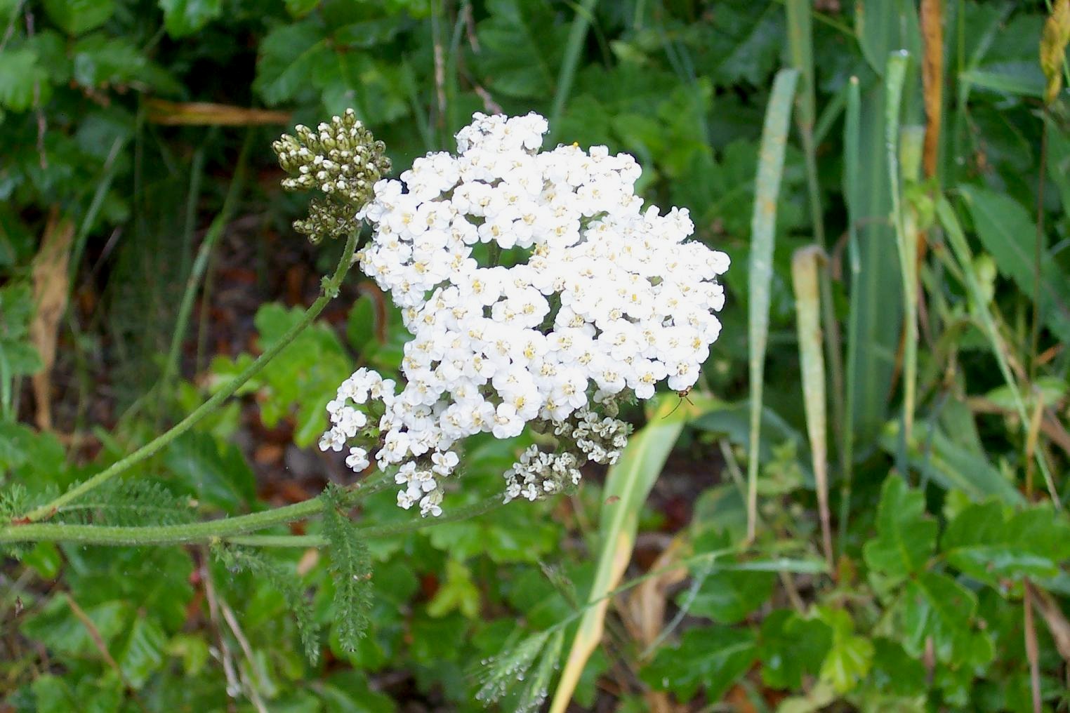 [White+Wildflowers.jpg]