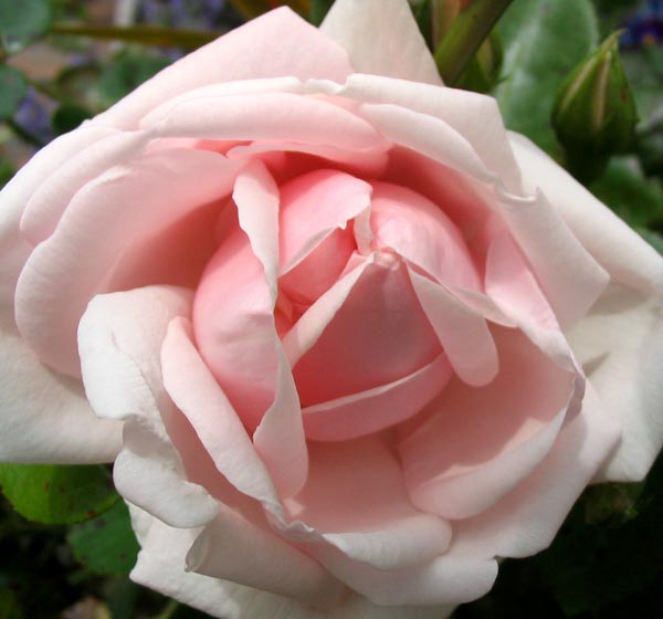 [new-dawn-rose-flower.jpg]