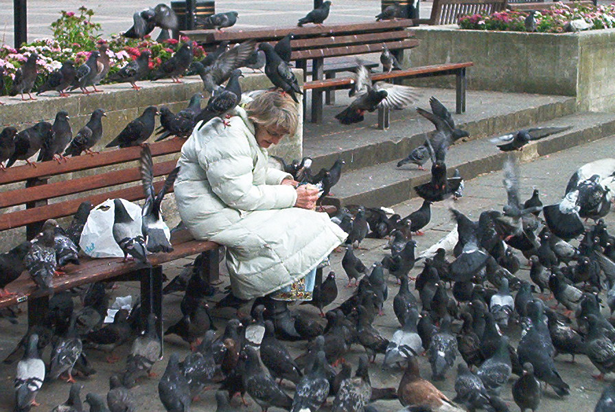 [servant+of+the+pigeons.JPG]