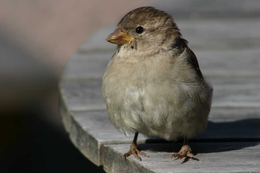 [Sparrow.jpg]