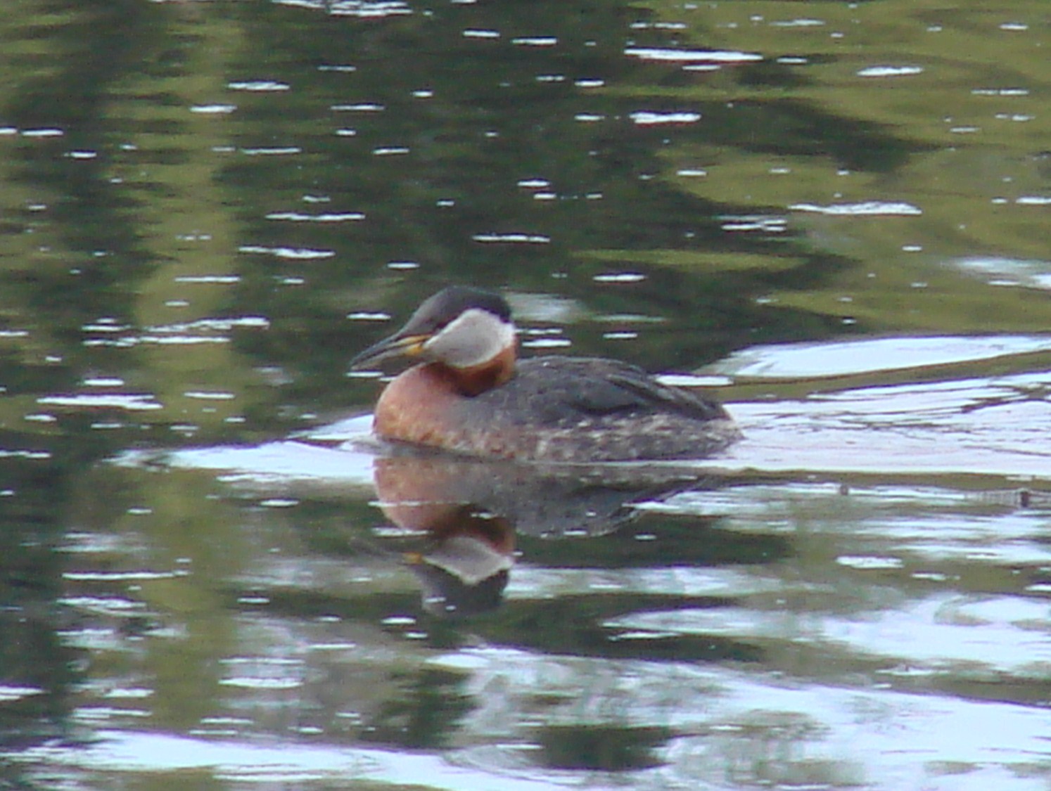 [RED-NECKED+GREBE+CROPPED.jpg]