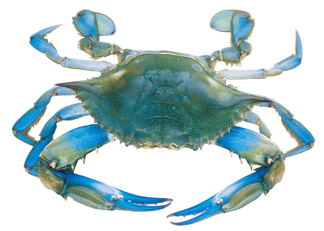 [blue-crab.jpg]