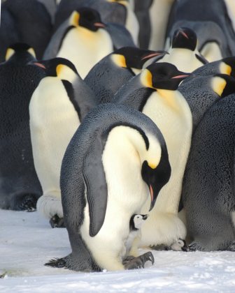 [Emperor+Penguin+with+Chick.jpg]
